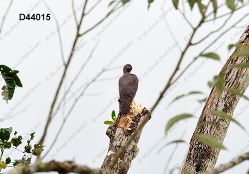 Plumbeous Pigeon (Patagioenas plumbea)